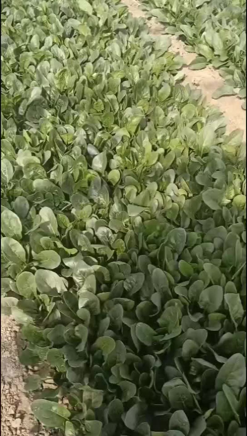 露天菠菜大量上市，叶片好，黑亮，需要的老板可以下手了，