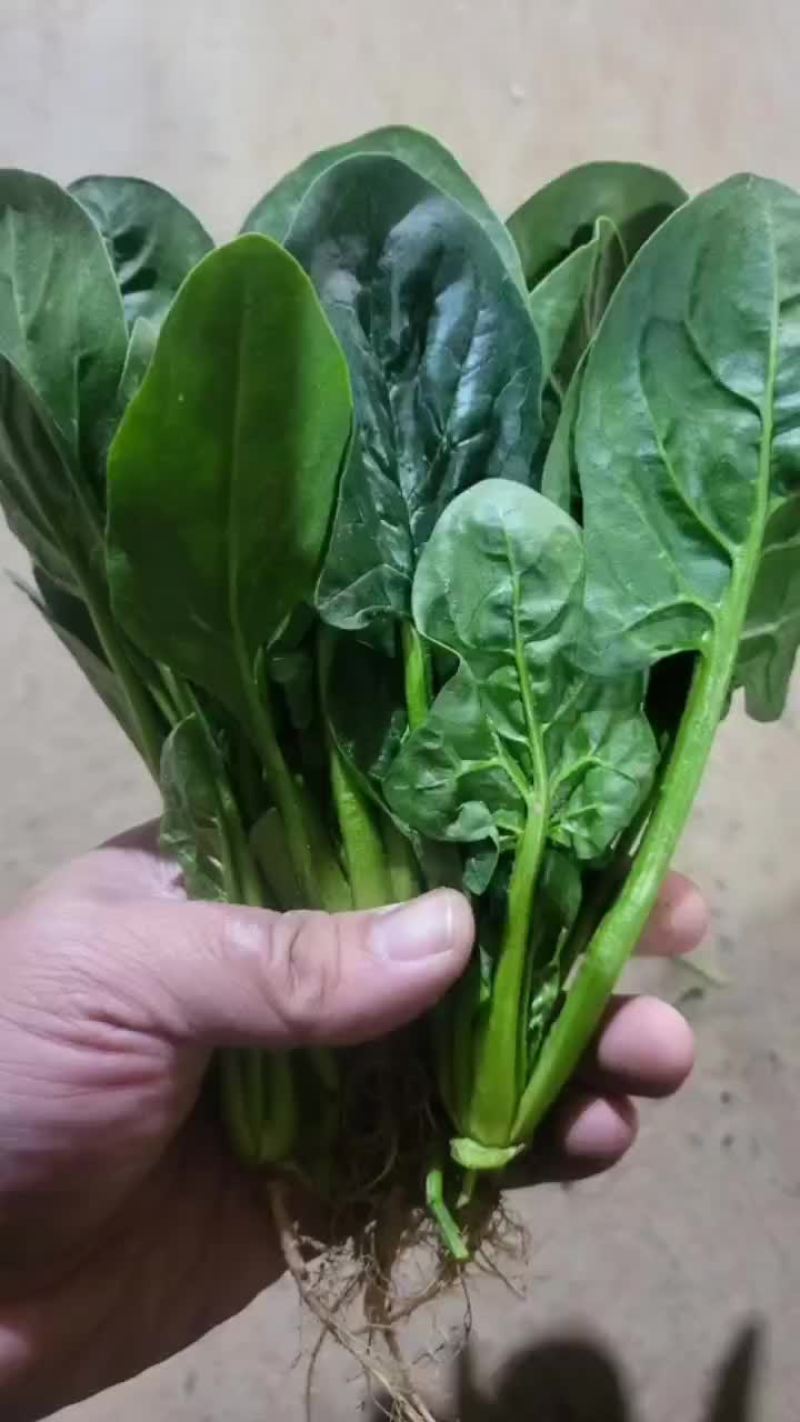 露天菠菜大量上市，叶片好，黑亮，需要的老板可以下手了，