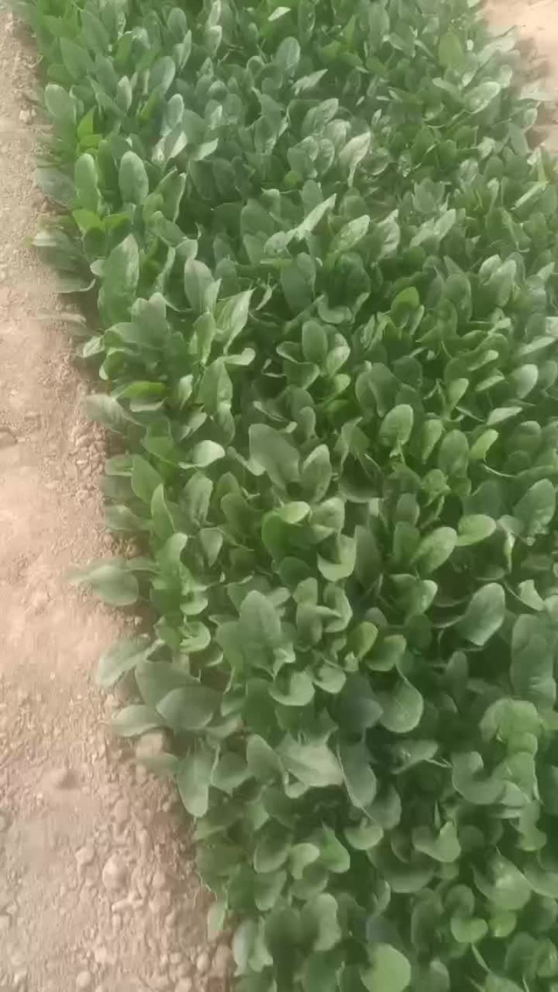 露天菠菜大量上市，叶片好，黑亮，需要的老板可以下手了，
