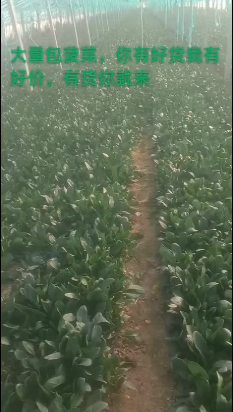露天菠菜大量上市，叶片好，黑亮，需要的老板可以下手了，
