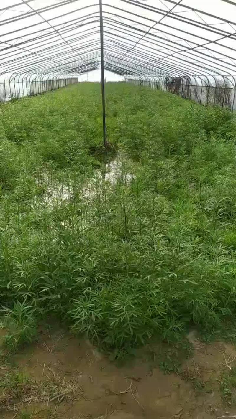 黎蒿