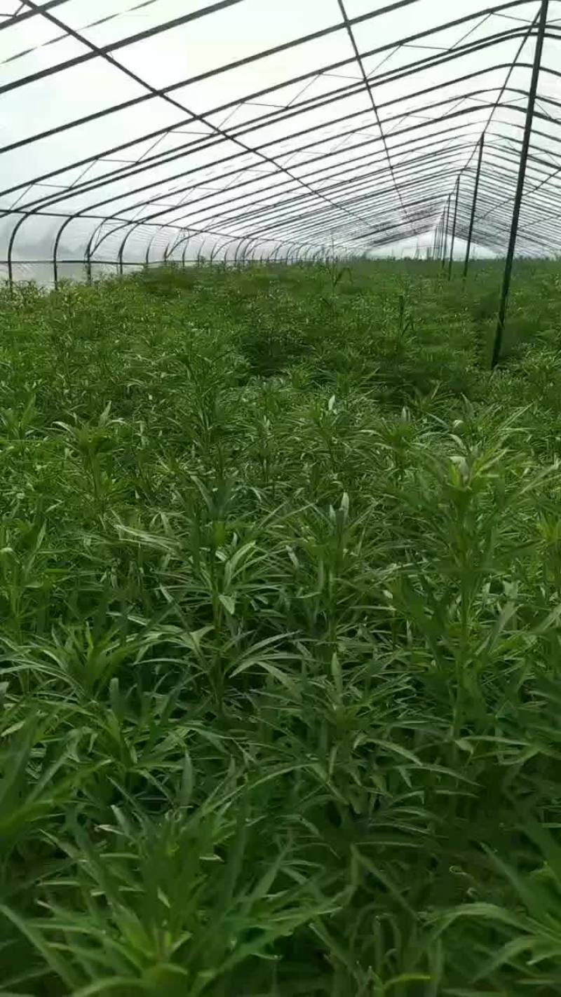 黎蒿