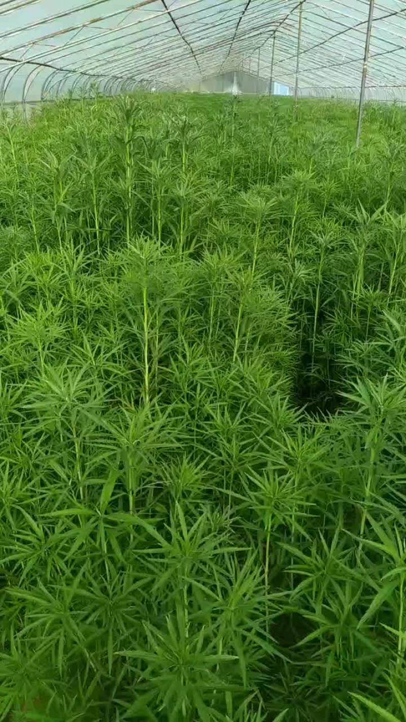 黎蒿