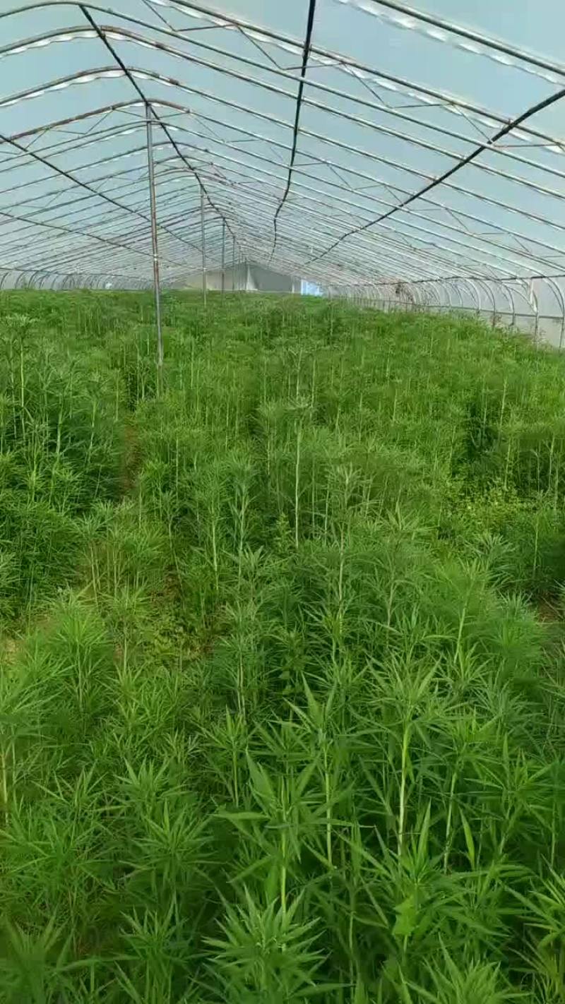 黎蒿