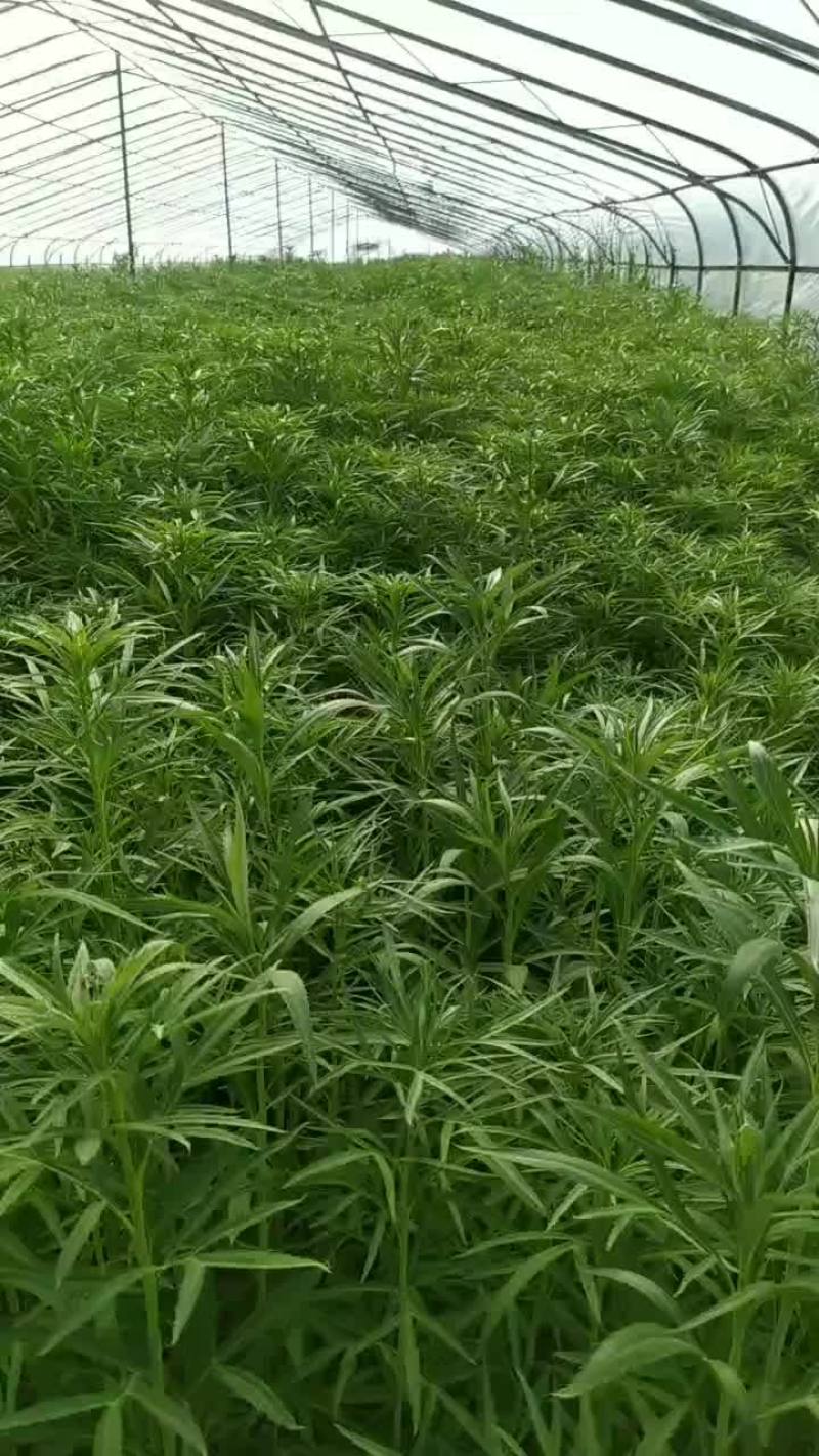 黎蒿
