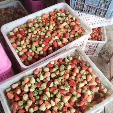 天仙醉草莓加工果