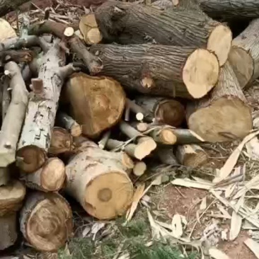 稻谷