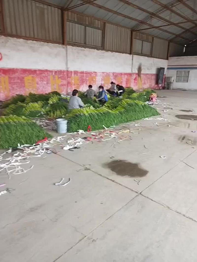 红帽蒜薹