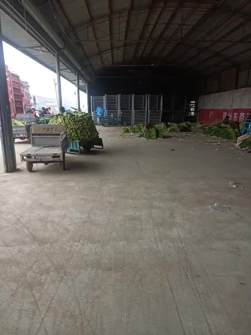 红帽蒜薹
