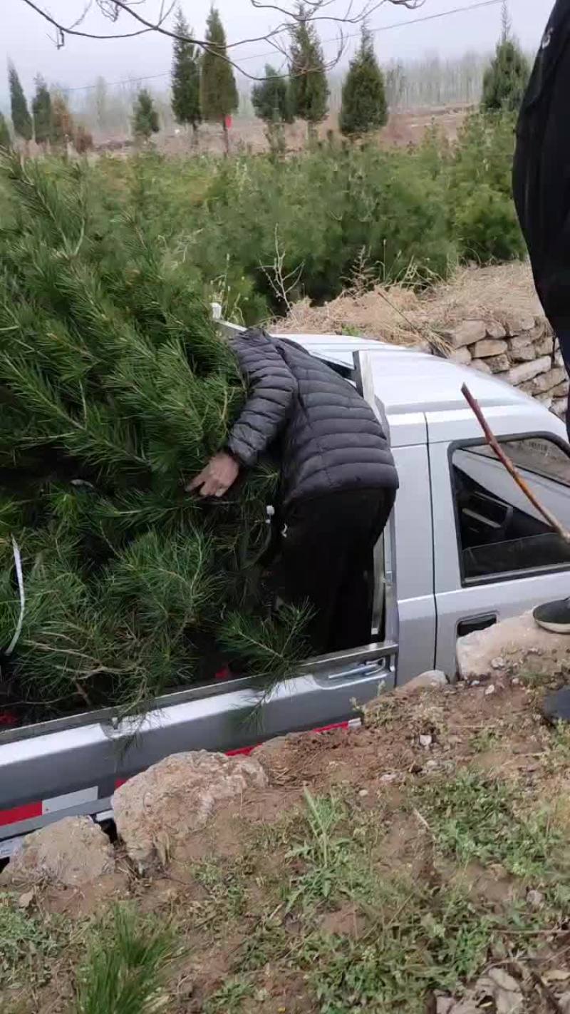 1.5至2米白皮松树，一级苗，落地冠，大定植