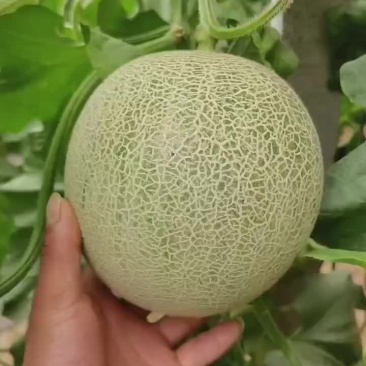 裤拉甜瓜