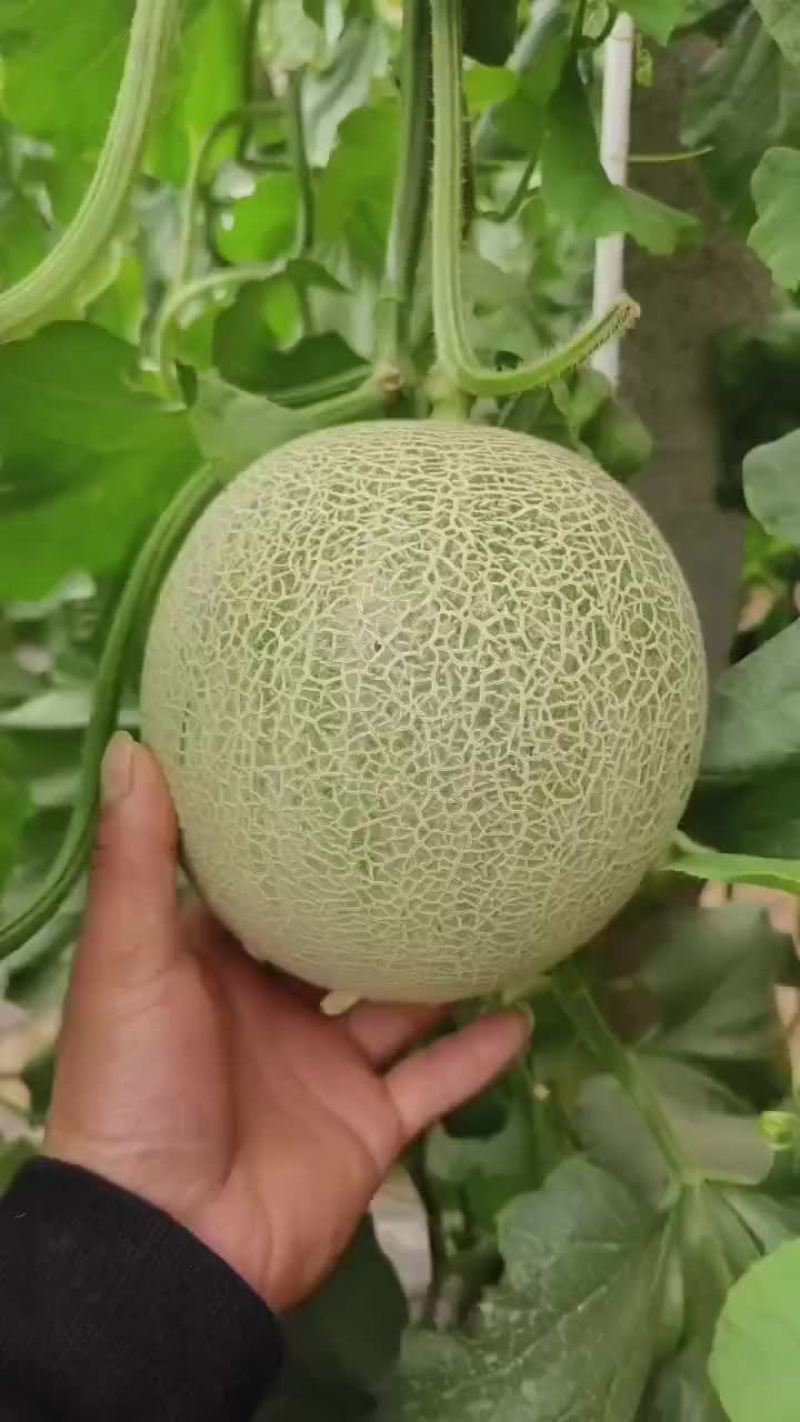 裤拉甜瓜