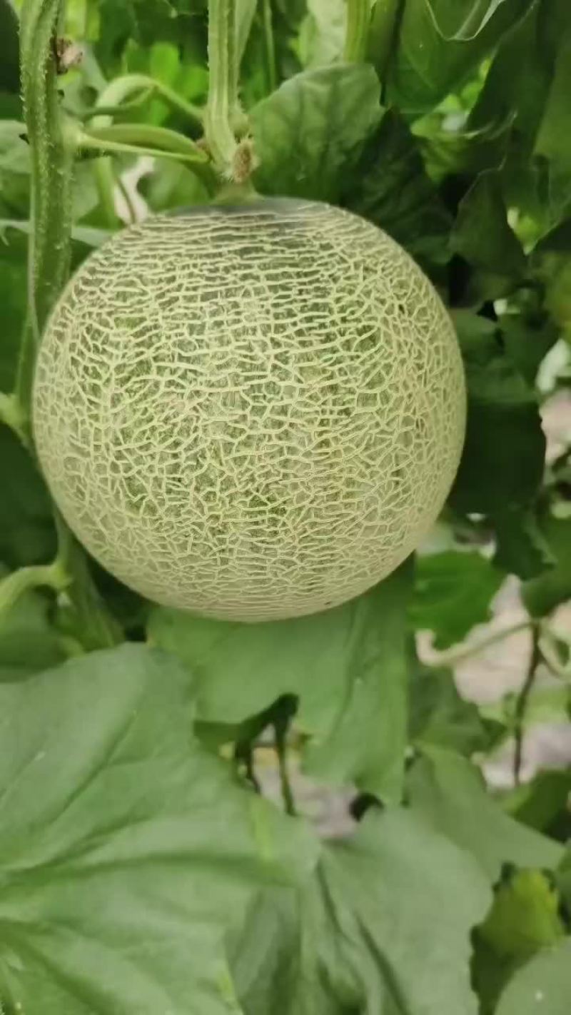 裤拉甜瓜