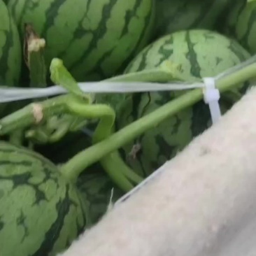 礼品小西瓜