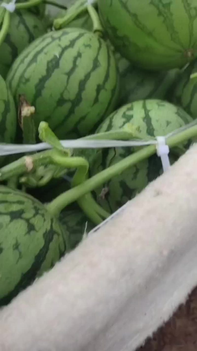 礼品小西瓜