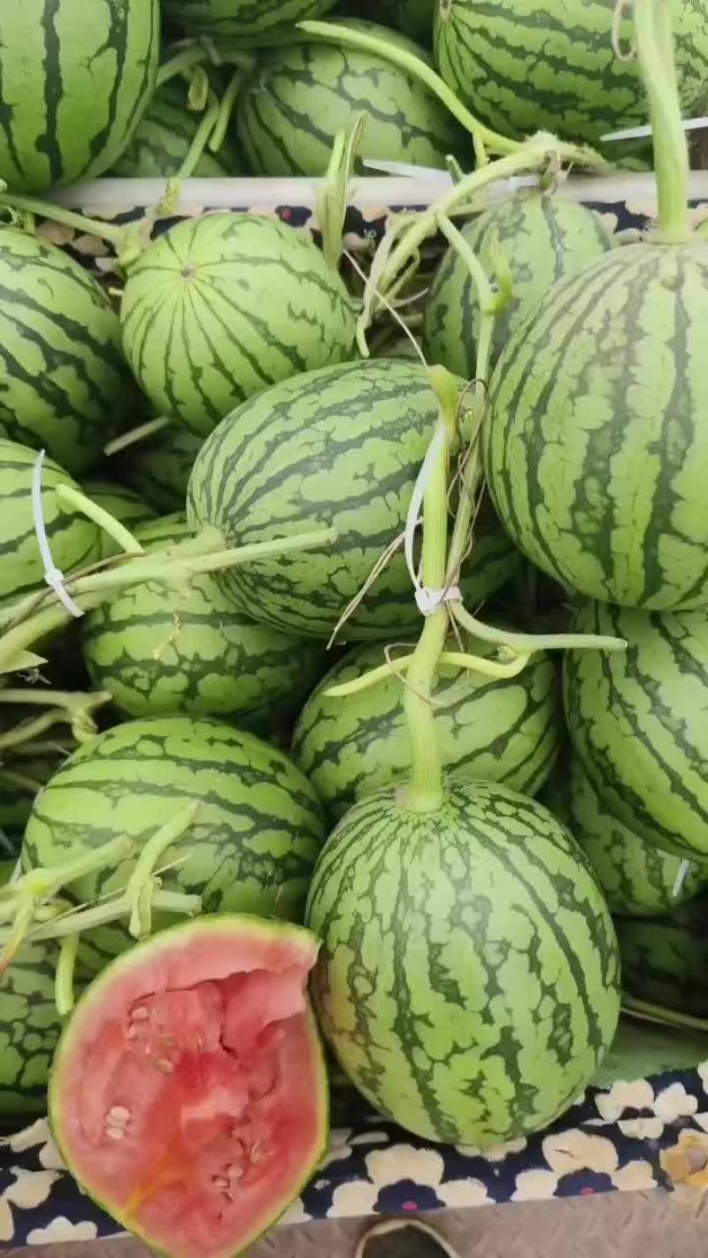 礼品小西瓜