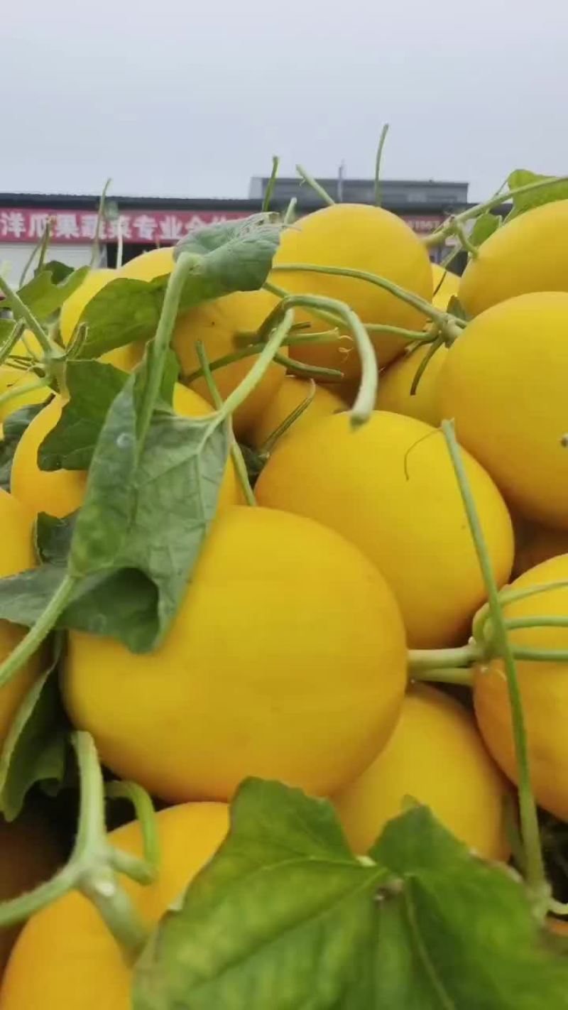瑞红甜瓜