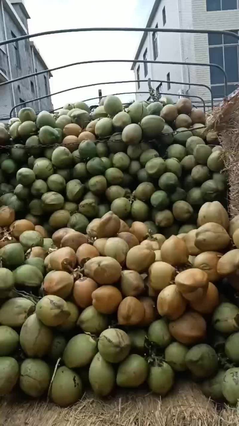 万宁A货大大个