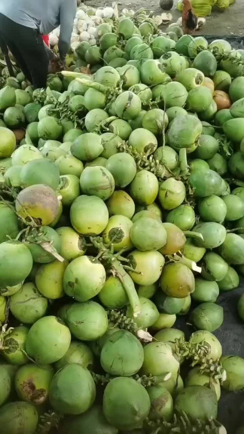 万宁A货大大个