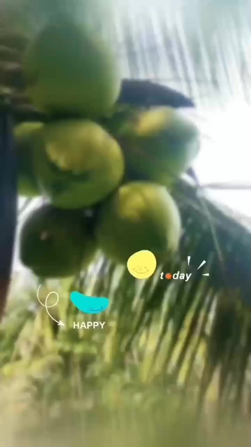 万宁A货大大个