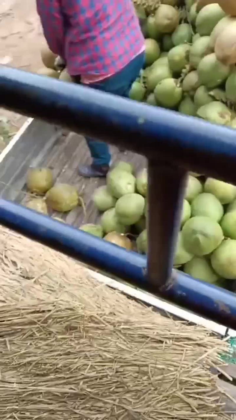 万宁A货大大个