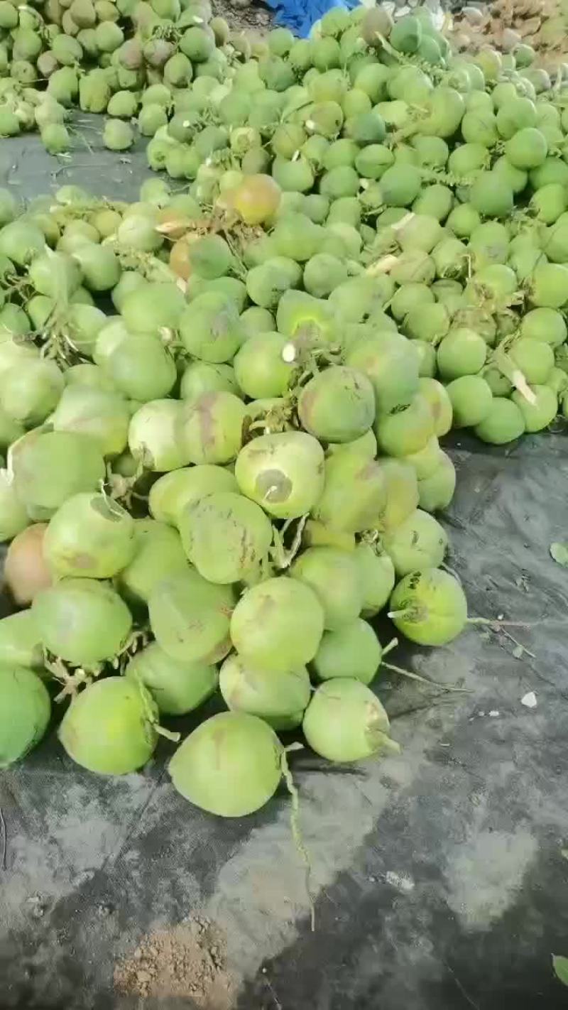 万宁A货大大个