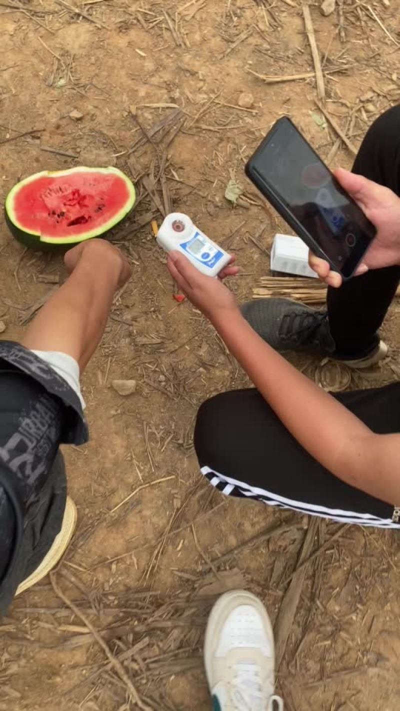 精品黑美人