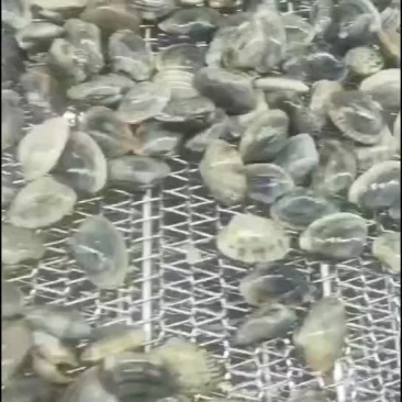 花蚬子，黄蚬子，白蚬子