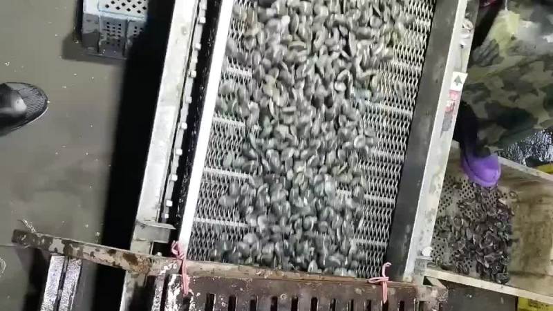 花蚬子，黄蚬子，白蚬子