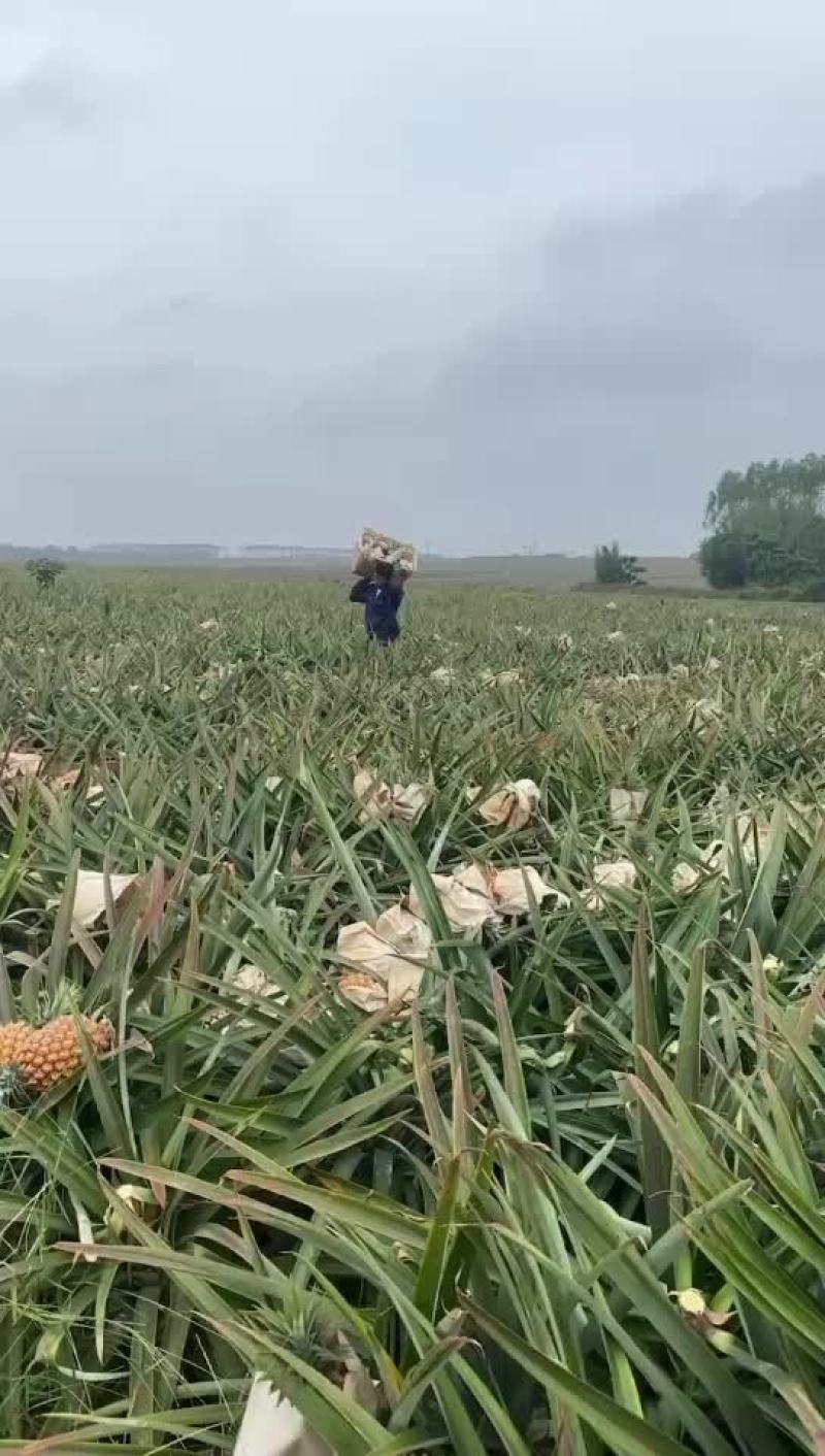 金钻凤梨七号广东徐闻县直发量大从优品质货源欢迎电联