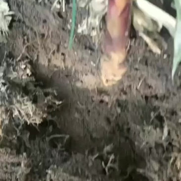 苦竹笋
