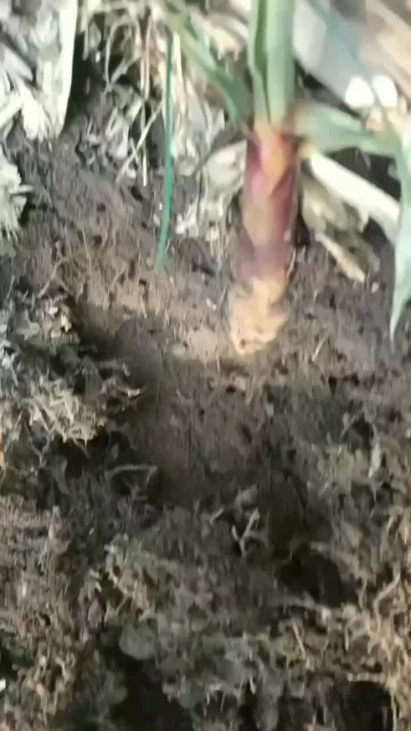 苦竹笋