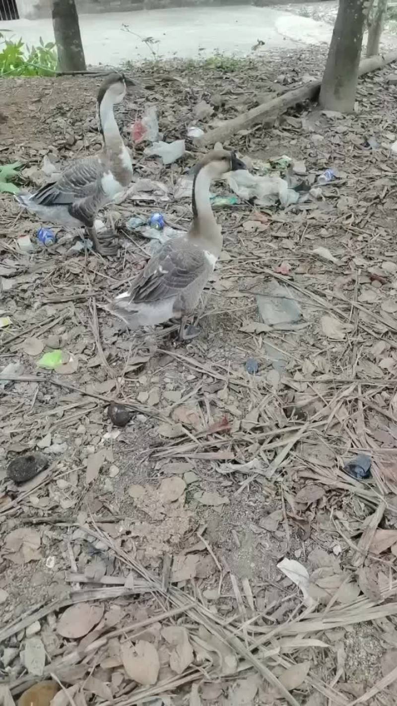 家禽