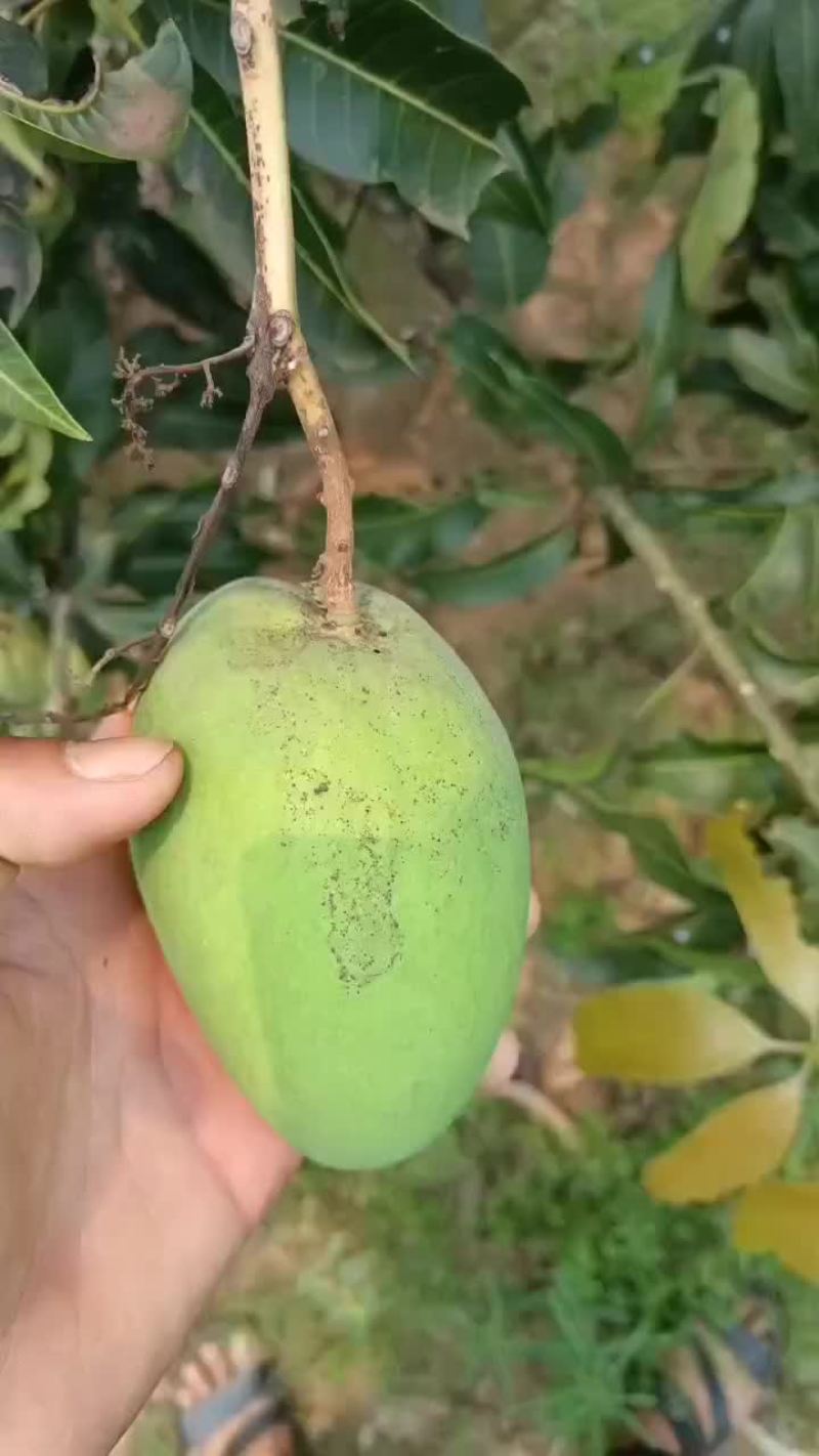 芒果