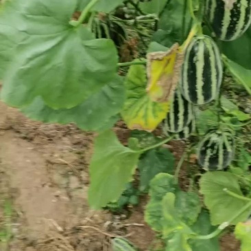 青县博洋甜瓜口感好皮毛好绿芽红肉