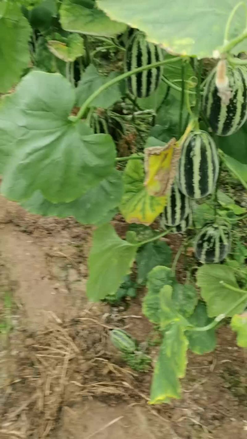 青县博洋甜瓜口感好皮毛好绿芽红肉