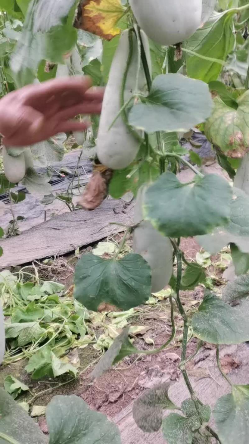 青县博洋甜瓜口感好皮毛好绿芽红肉