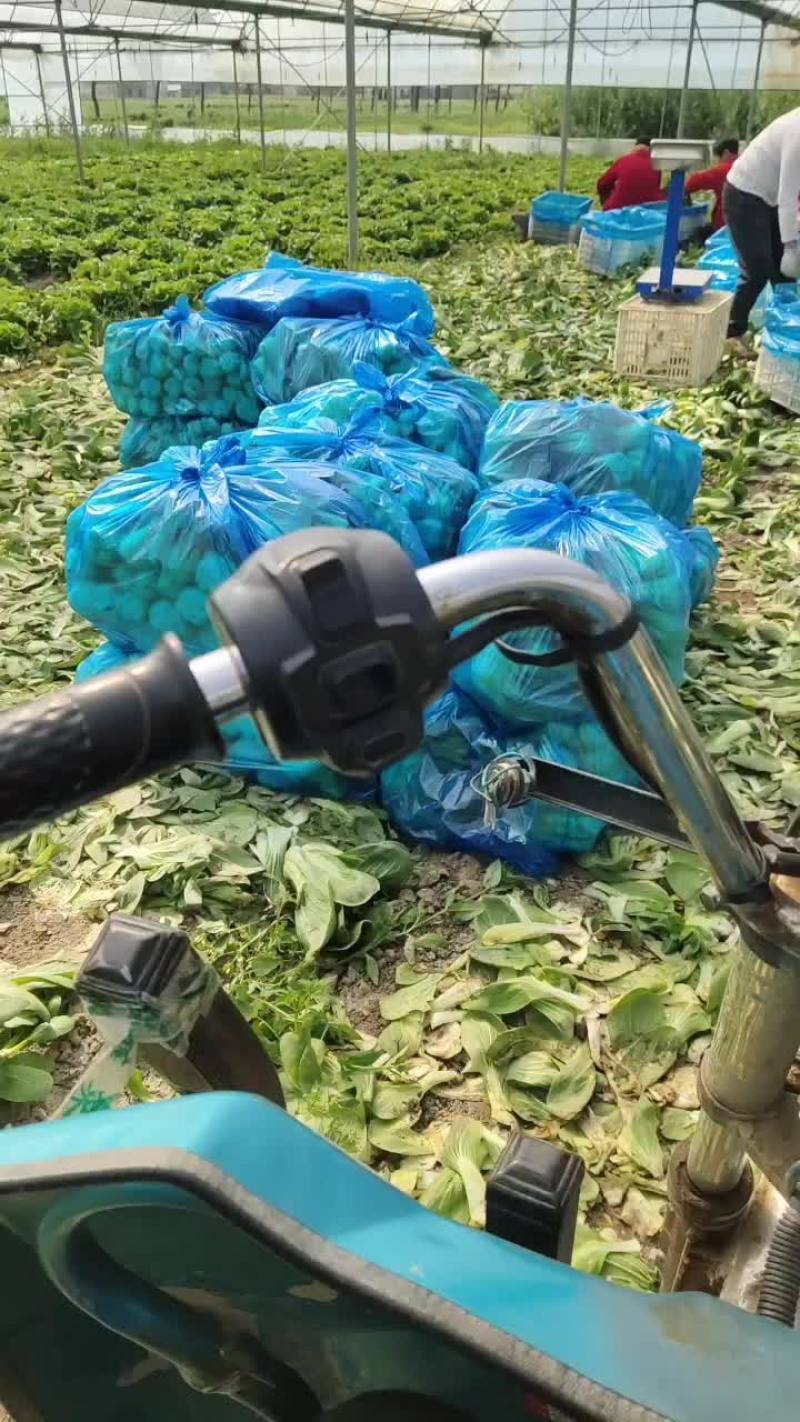 油菜
