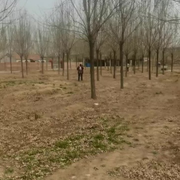 15公分白蜡