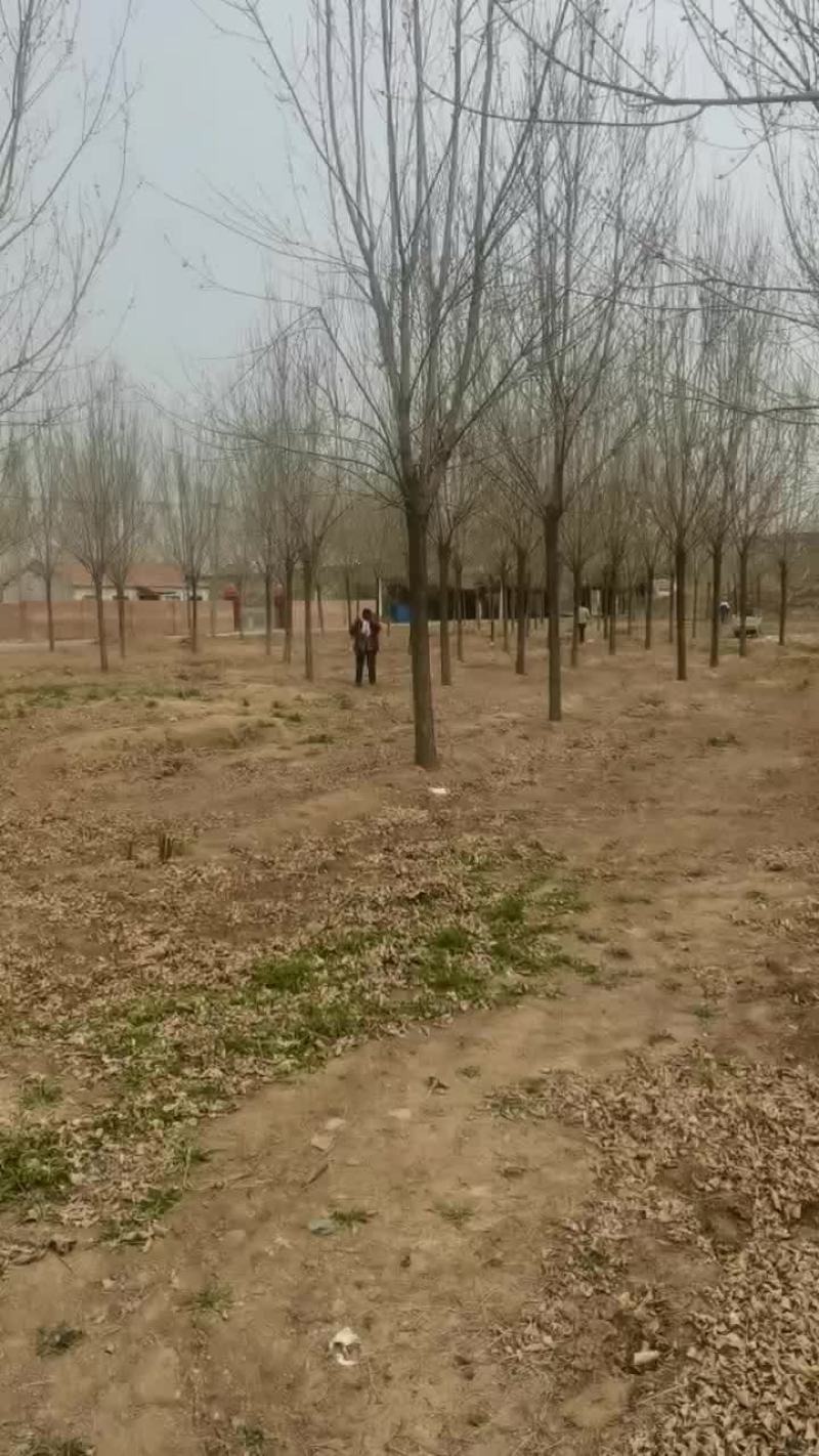 15公分白蜡