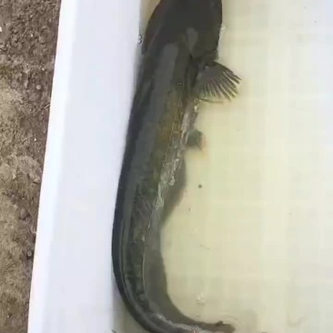 大口鲶