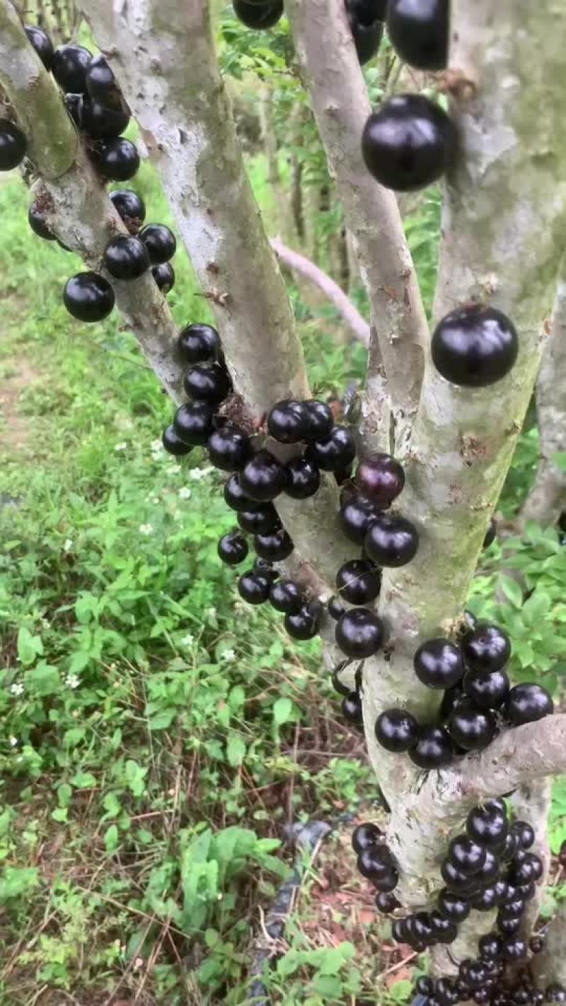 嘉宝果