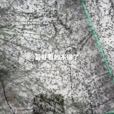 出售自育牛蛙苗