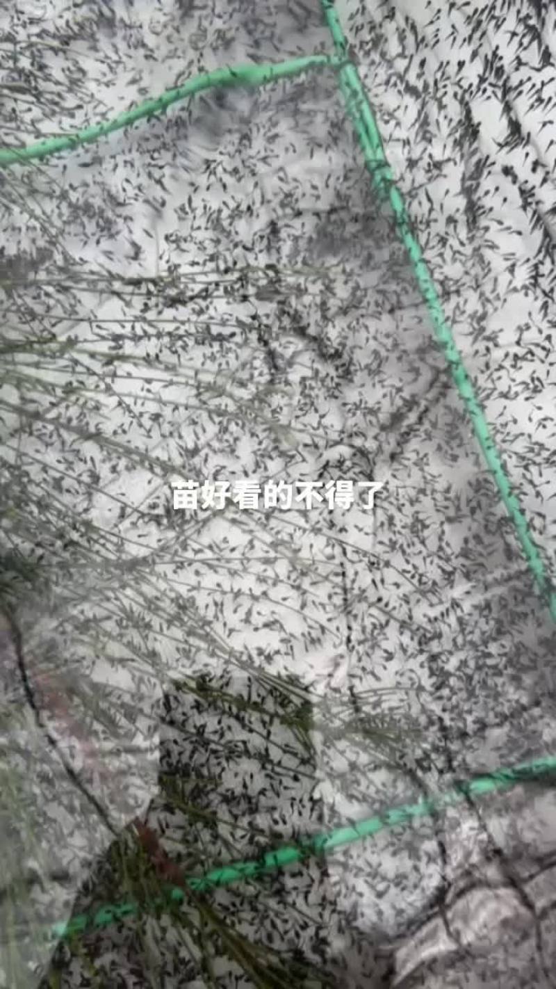 出售自育牛蛙苗