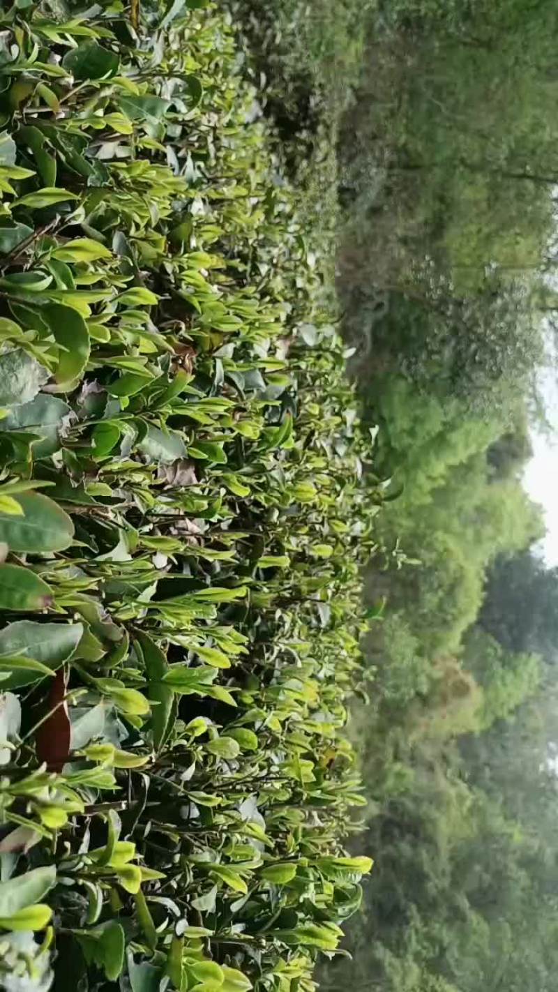 绿茶龙井
