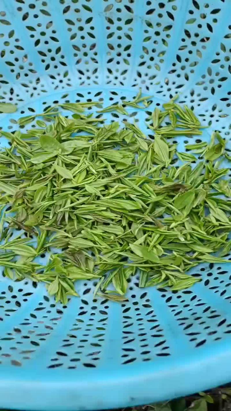 绿茶龙井