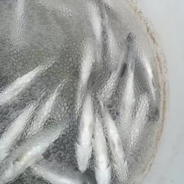 生态海鲈鱼