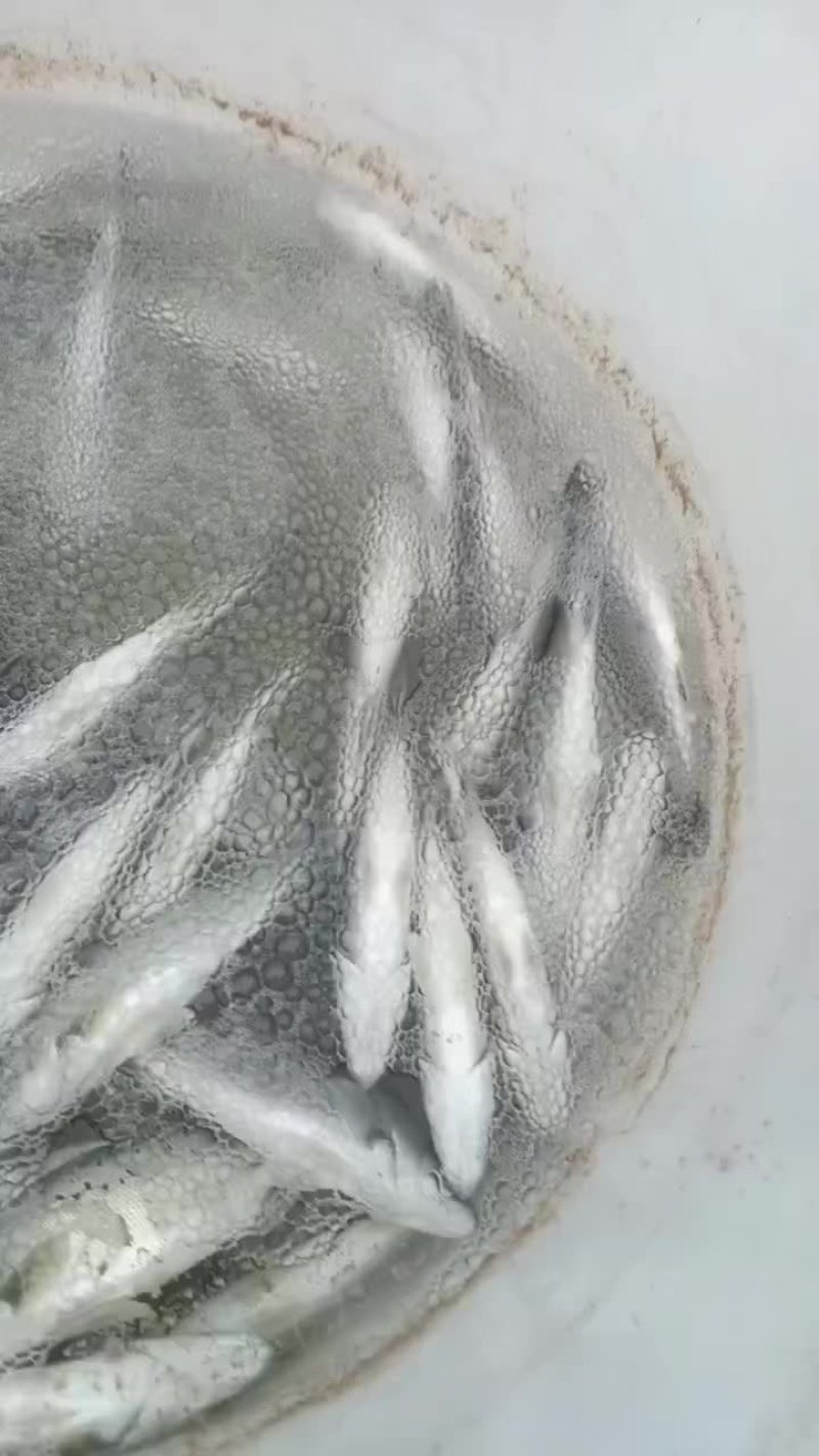 生态海鲈鱼