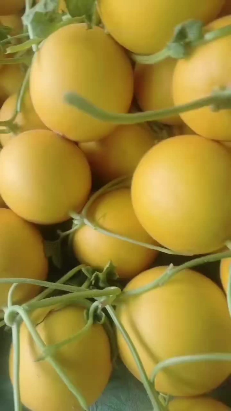 九瑞红甜瓜