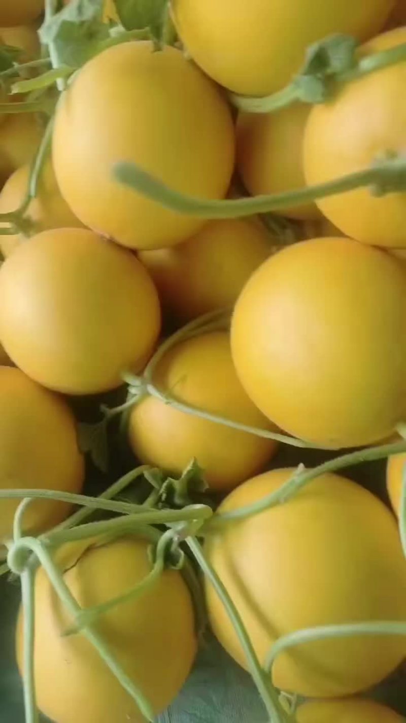 九瑞红甜瓜